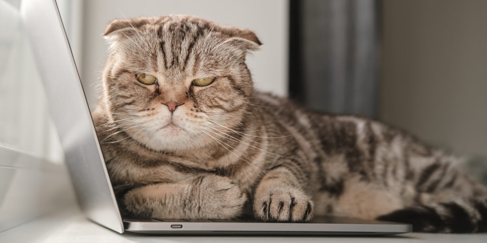 cat image
