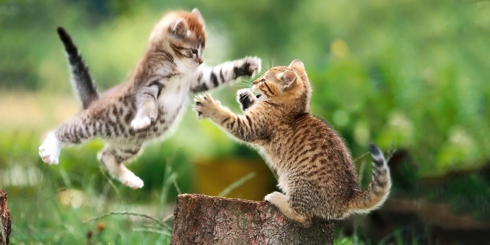 cat image