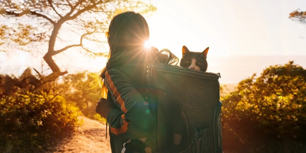 cat image