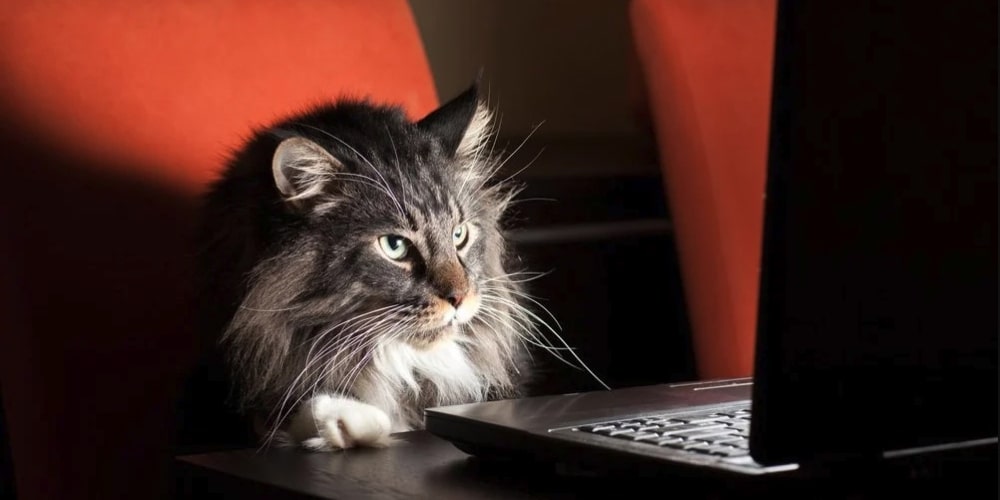 cat image