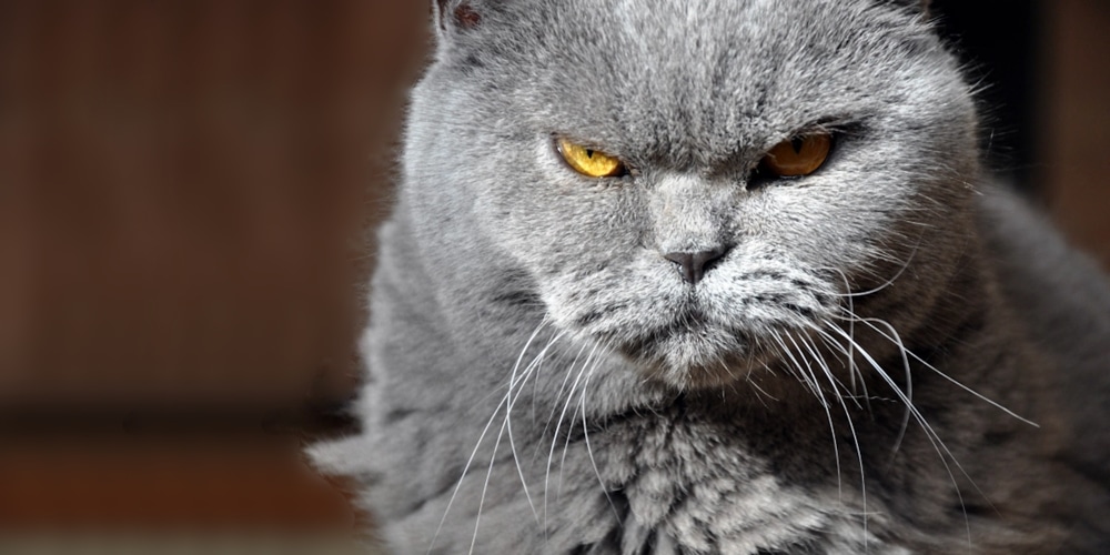 cat image